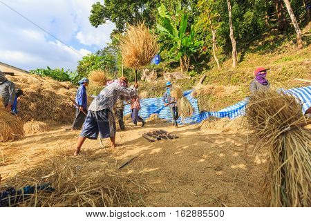 Manual Rice Threshing