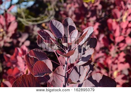 Autumn Color Leaves Of Cotinus Coggygria.