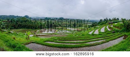 The Jatiluwih Rice terraces are recognised as an exemplar of water management by Unesco