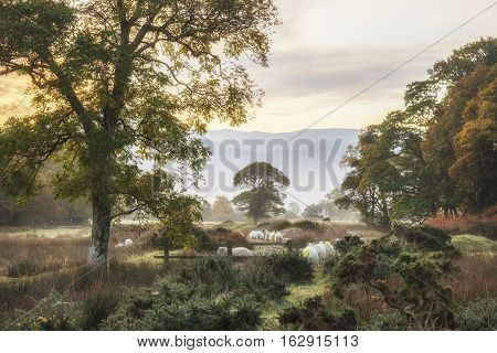 Beautiful Foggy Misty Autumn Sunrise Over Countryside Surrounding Crummock Water In Lake District In