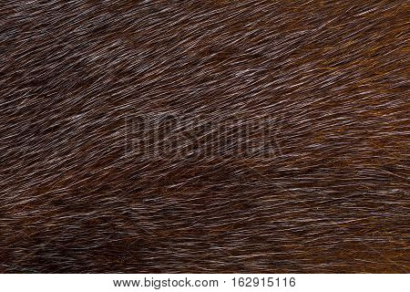 Dark fur mink. Fur texture and background.