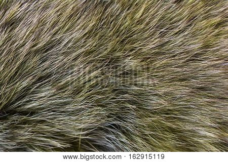 Fur arctic fox. Fur texture and background.