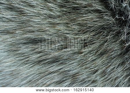 Fur arctic fox. Fur texture and background.