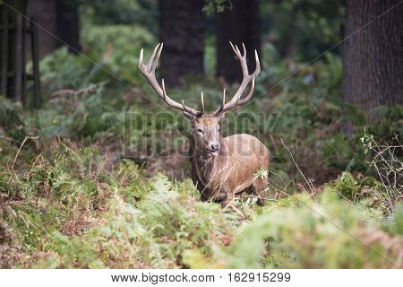 Majestic Powerful Red Deer Stag Cervus Elaphus In Forest Landscape During Rut Season In Autumn Fall