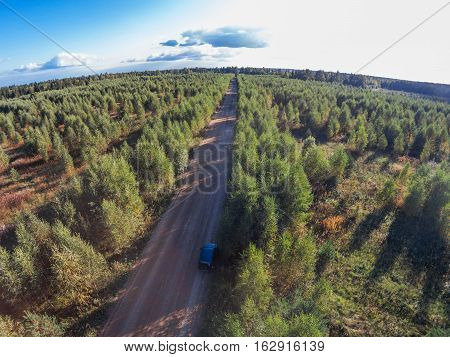 Aerial view of the way through the young forest, mushroom places