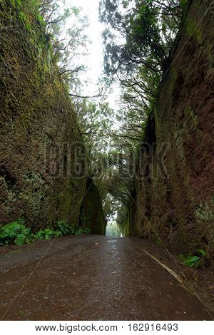 Road TF-12 in Anaga Rural Park - rain and clouds in ancient forest on Tenerife Canary Islands winter travel destination