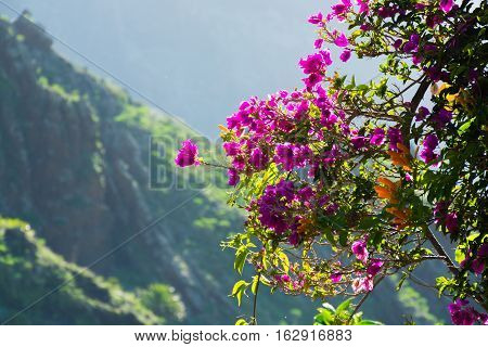 Bright purple Bougainvillea plant flowers in sunlight winter on Tenerife