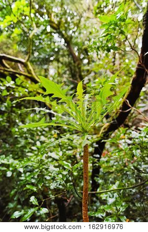 Road TF-12 in Anaga Rural Park - ancient forest on Tenerife Canary Islands winter travel destination
