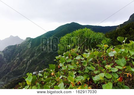 Road TF-12 in Anaga Rural Park - evergreen peaks with ancient forest on Tenerife Canary Islands winter travel destination