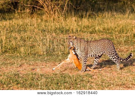 Hunters of savanna. Leopard with prey.  Kenya, Africa