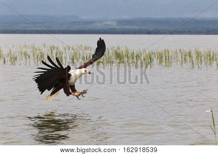 Eagle fisher from Lake Baringo. Kenya, Africa