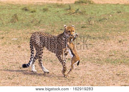 Hunters of savanna. Cheetah with prey. Kenya, Africa