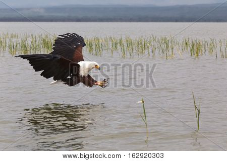 Eagle. Fish hunter. Eagle from Lake Baringo. Kenya, Africa