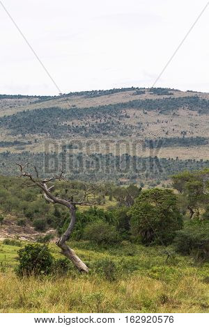 Dry tree above water. Serengeti, Tanzanya, Africa