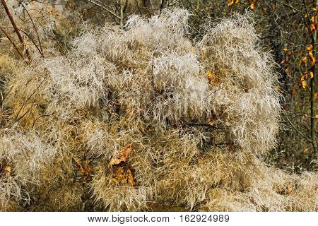 Smoke tree (Cotinus coggygria Scop.) on autumn