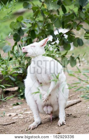 Rare Albino Kangaroo Eating