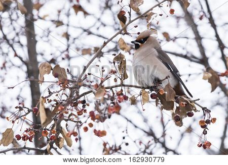 waxwing sitting on a tree branch in winter