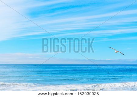 Seagull flying in California coastline in USA
