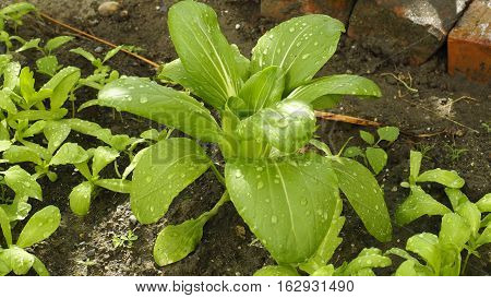 Sunny day Watering over a single large Chrysanthemum coronarium vegetables.