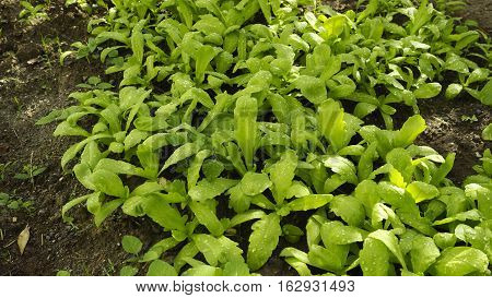 Under the sunny water pouring Chrysanthemum coronarium vegetables group.