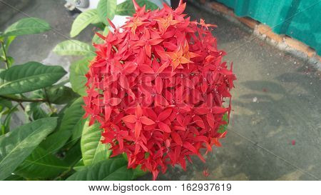 Close-up to pentas Lanceolata (Star Flower) in daytime