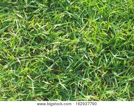Picture is close-up to green fresh grass background