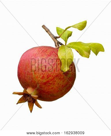 Isolated pomegranate fruit with a branch on a white background.