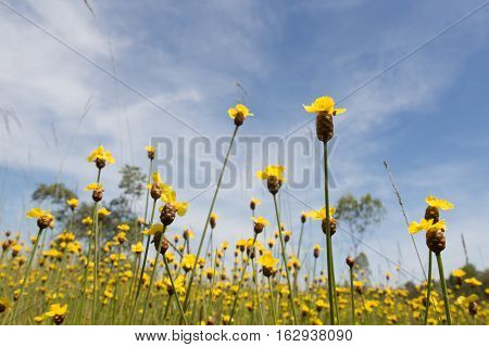 Xyris Indica Yellow Flowers In Paddy Field On Bright Day