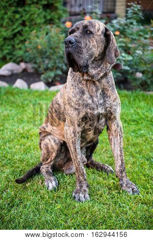 big dog sitting on the green grass in the garden. Brazilian fila