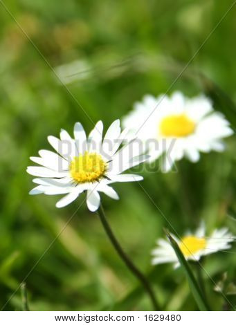 Lilla Daisy