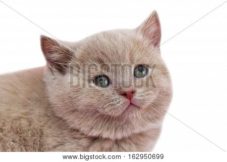 Kitten in beige color. Little kitten on white background isolated. British breed of cat red.