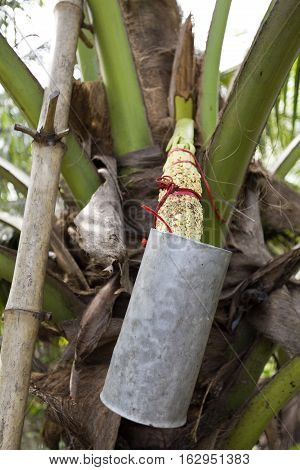 Collecting palm sap from the sugar palm Arenga pinnata or the nipa palm inflorescence to make sugar palm which is used in sweets and desserts but also in curries and sauces