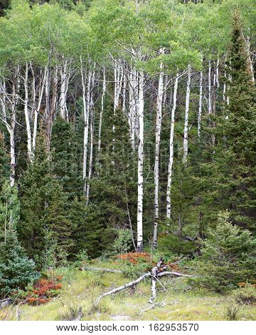 Colorado Aspens in the San Juan National Forest