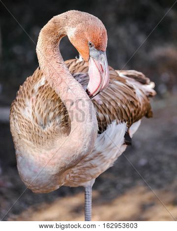 A juvenile flamingo with beautiful feathers bloomage