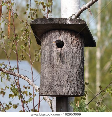 Birds - Common starling looks out of a nest box.