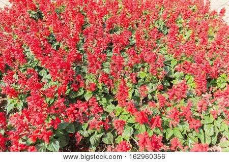 Natural flower background. Amazing nature view of red flowers blooming in garden