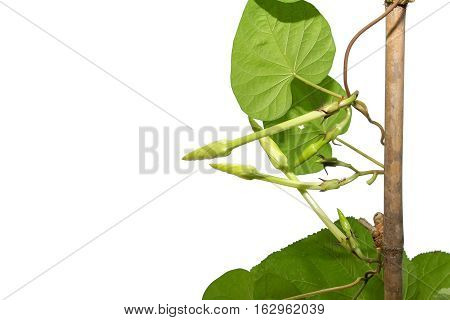 Moonflower (Ipomoea alba L.). Edible flower on white background
