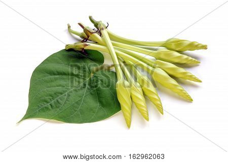 Moonflower and leaf isolated on white background, Edible flower, vegetable, food, nature.