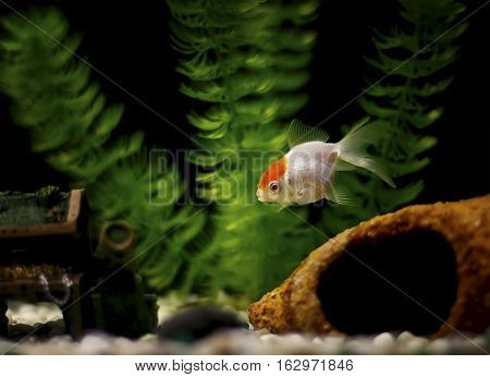 Single goldfish, a lionhead, in the tank.