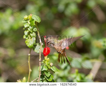 Buff-bellied hummingbird on turks cap flower in South Texas.
