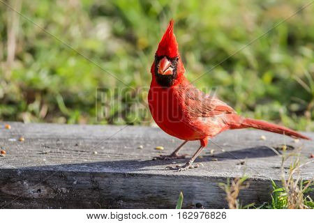 Redbird on ground looking for a good fast food meal.