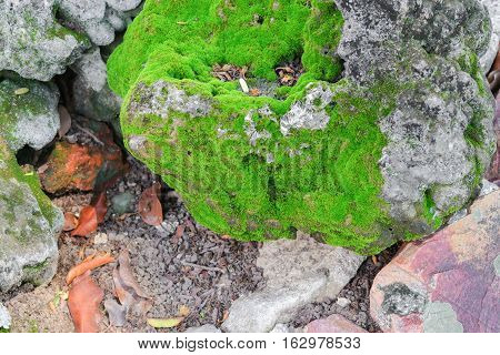 Stone with green moss :Select focus with shallow depth of field.