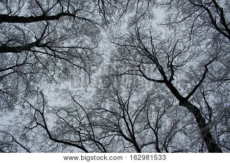 View toward the sky with trees and frosty icy branches creating interesting network