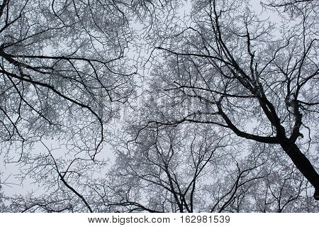 View toward the sky with trees and frosty icy branches creating interesting network