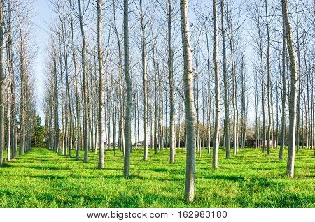 Forest trees. nature green wood sunlight backgrounds. Trees without leaves