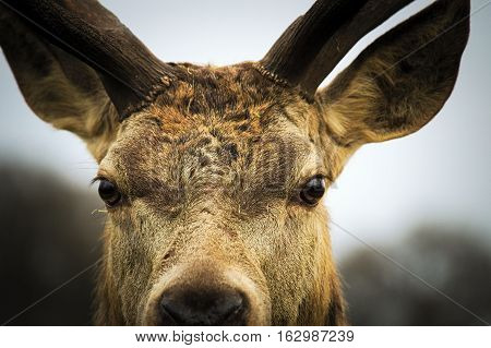 Close up of red deer stag, Calke Abbey