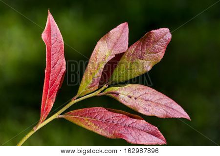 Close-up red leaves in autumn with dark green background.  Red blueberry tree under sunlight in autumn season background
