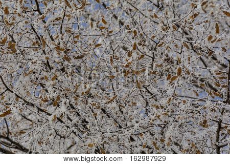 Close-up of hoar frost on  linden tree branches.  Branch of a tree in hoarfrost on background blue sky.