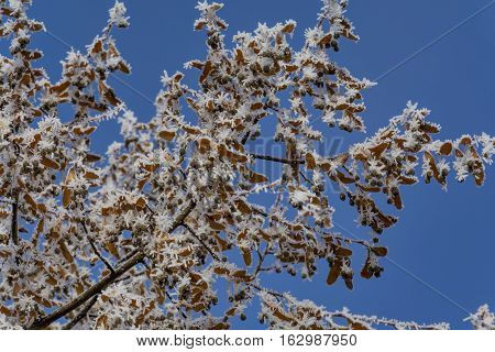 Close-up of hoar frost on  linden tree branches.  Branch of a tree in hoarfrost on background blue sky.