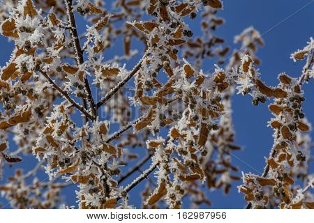 Close-up of hoar frost on  linden tree branches.  Branch of a tree in hoarfrost on background blue sky.